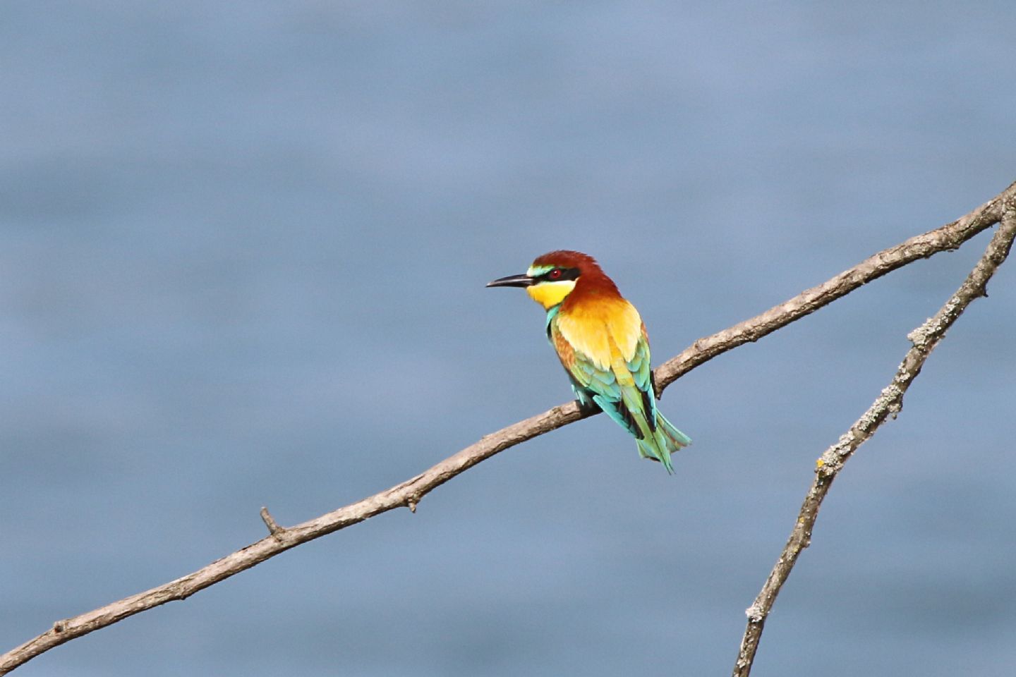 Gruccioni (Merops apiaster)